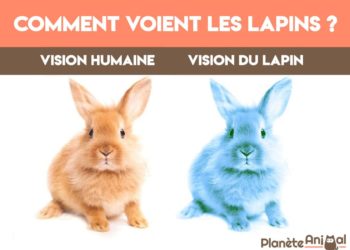 Est-ce que les lapins voient en couleur ?