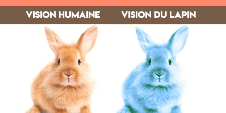 Est-ce que les lapins voient en couleur ?