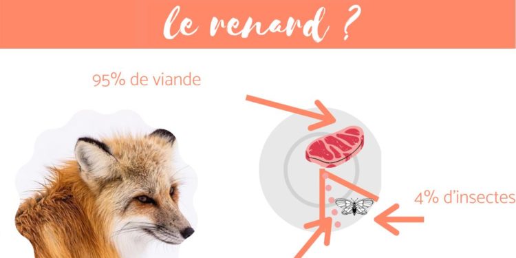 Qu'est-ce que le renard mange ?