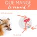 Qu'est-ce que le renard mange ?