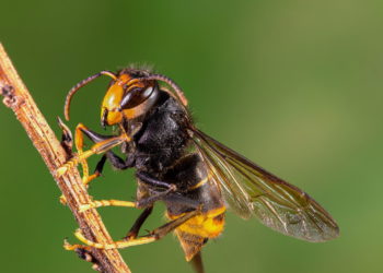 Comment faire fuir les frelons asiatiques ?