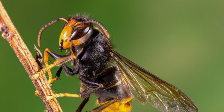 Comment faire fuir les frelons asiatiques ?