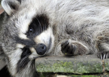 Qu'est-ce que mangent les ratons laveurs ?