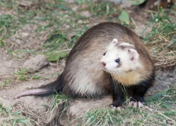 Quel poison pour tuer une fouine ?