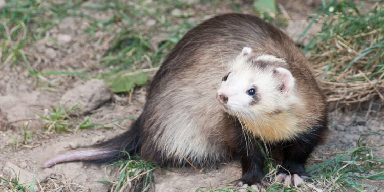 Quel poison pour tuer une fouine ?
