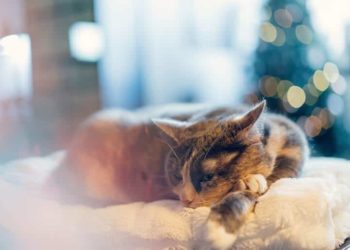 Comment urine un chat mâle ?