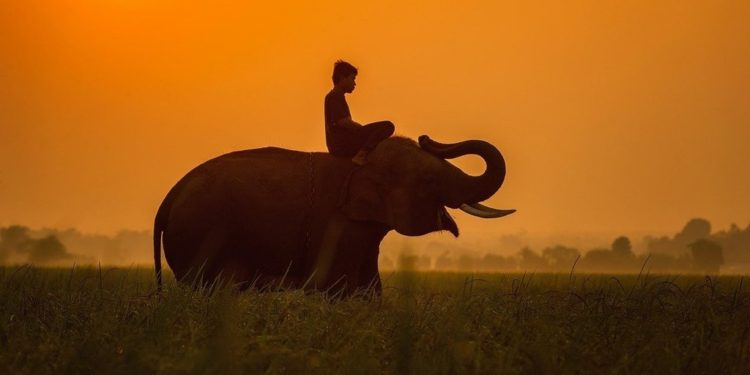 Quel est le point d'un éléphant ?