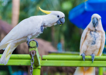 Comment se fait la reproduction chez les oiseaux ?