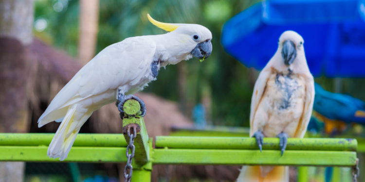 Comment se fait la reproduction chez les oiseaux ?