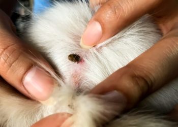 Comment faire pour se débarrasser de son chien ?