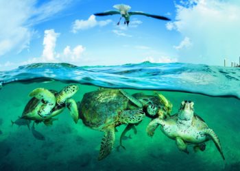 Comment protéger les œufs de tortue ?