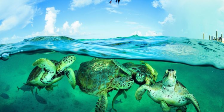 Comment protéger les œufs de tortue ?