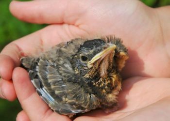 Comment nourrir un petit oiseau tombé du nid ?