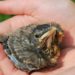 Comment nourrir un petit oiseau tombé du nid ?