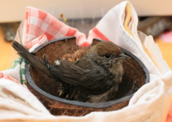 Où amener un oiseau tombé du nid ?