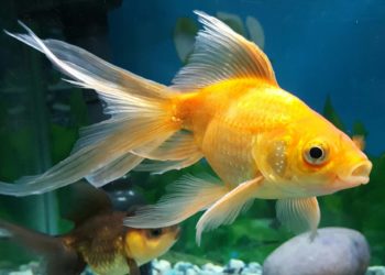 Comment savoir si un poisson rouge est un mâle ou une femelle ?