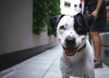 Quelle distance peut parcourir un chien par jour ?