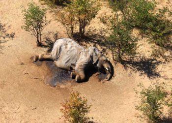 Qui a tué les éléphants ?