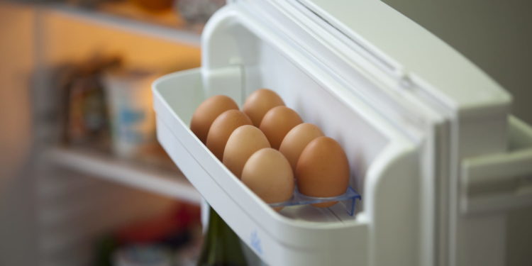 Comment conserver un œuf de tortue ?