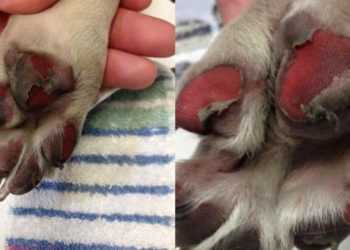 Quelle pommade pour coussinet chien ?