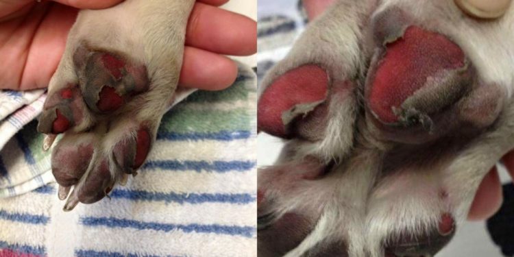 Quelle pommade pour coussinet chien ?