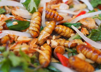 Est-ce que les chat peut manger des insectes ?