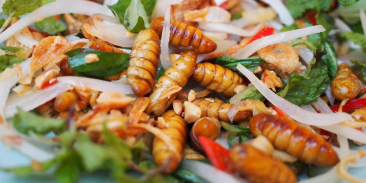 Est-ce que les chat peut manger des insectes ?