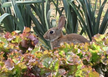 Quelle odeur fait fuir les lapins ?