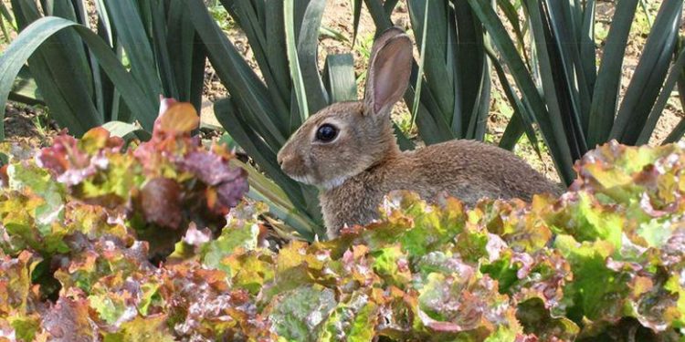 Quelle odeur fait fuir les lapins ?