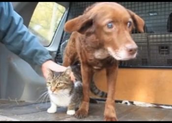 Est-ce qu'un chien peut tuer un chat ?