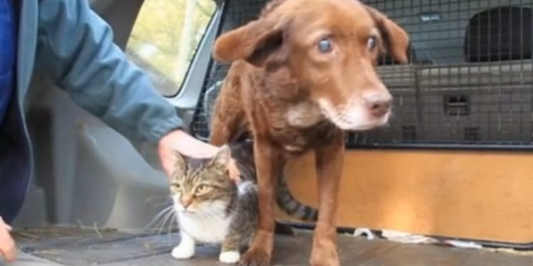 Est-ce qu'un chien peut tuer un chat ?