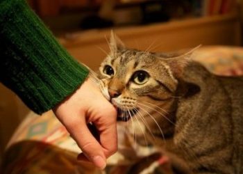 Pourquoi les chats attaquent sans raison ?