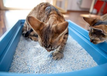 Pourquoi mon lapin fait des crottes partout ?