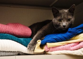 Pourquoi les chats se cachent quand ils sont malades ?