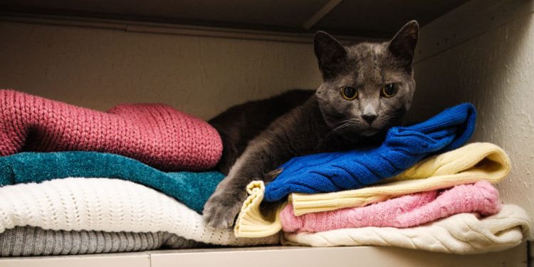 Pourquoi les chats se cachent quand ils sont malades ?