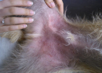 Comment faire pour le rappel de mon chien ?