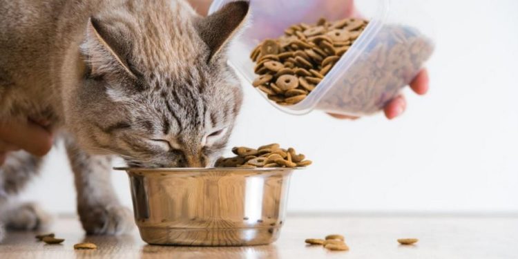 Quelle quantité de nourriture par jour pour un chat ?