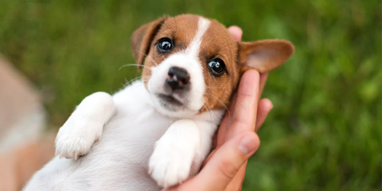 Comment accueillir un chiot de 2 mois ?