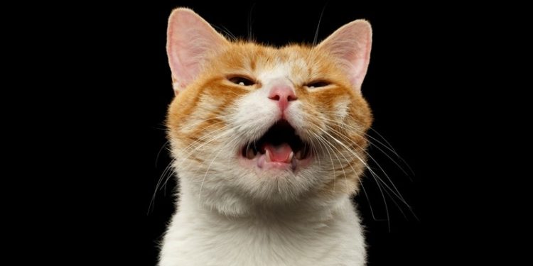 Comment rassasier mon chat ?