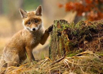 Est-ce que les renards mangent les humains ?