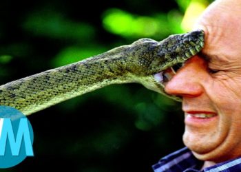 Quel est le serpent le plus dangereux au monde ?