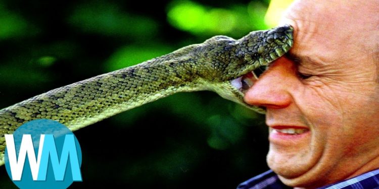 Quel est le serpent le plus dangereux au monde ?