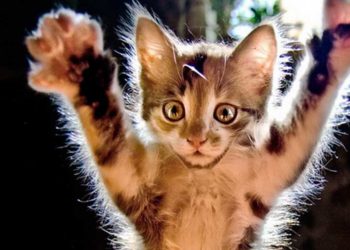 Pourquoi un chaton mordille et griffe ?