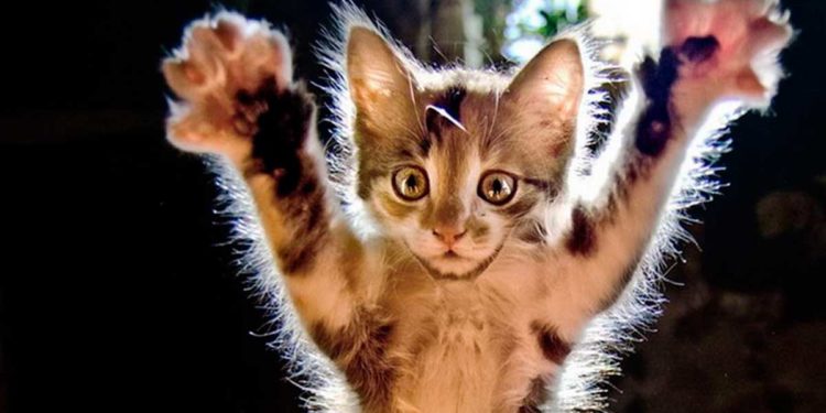 Pourquoi un chaton mordille et griffe ?