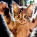 Pourquoi un chaton mordille et griffe ?