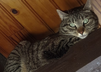 Pourquoi mon chat m'attaque sans raison ?