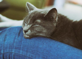 Pourquoi un chat vous choisit ?