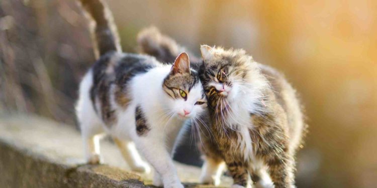 Pourquoi certaines personnes attirent les chats ?