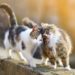 Pourquoi certaines personnes attirent les chats ?