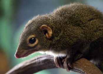 Est-ce que les musaraignes mordent ?